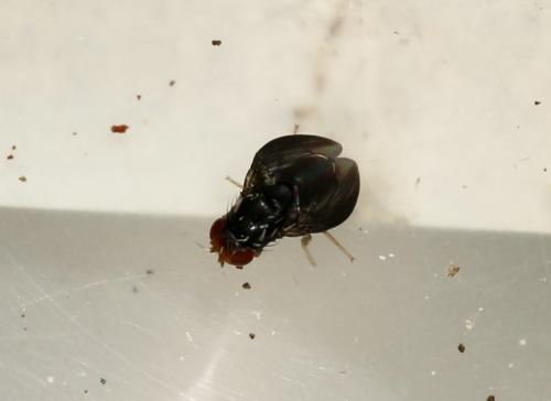 Stegana sp.